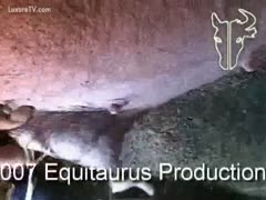A horny guy uses a pig to relieve himself.